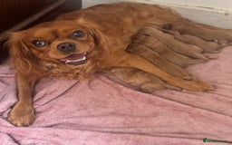 Cavalier King Charles Spaniel dogs for sale: Stunning cavalier King Charles spaniel puppies. - Image 28