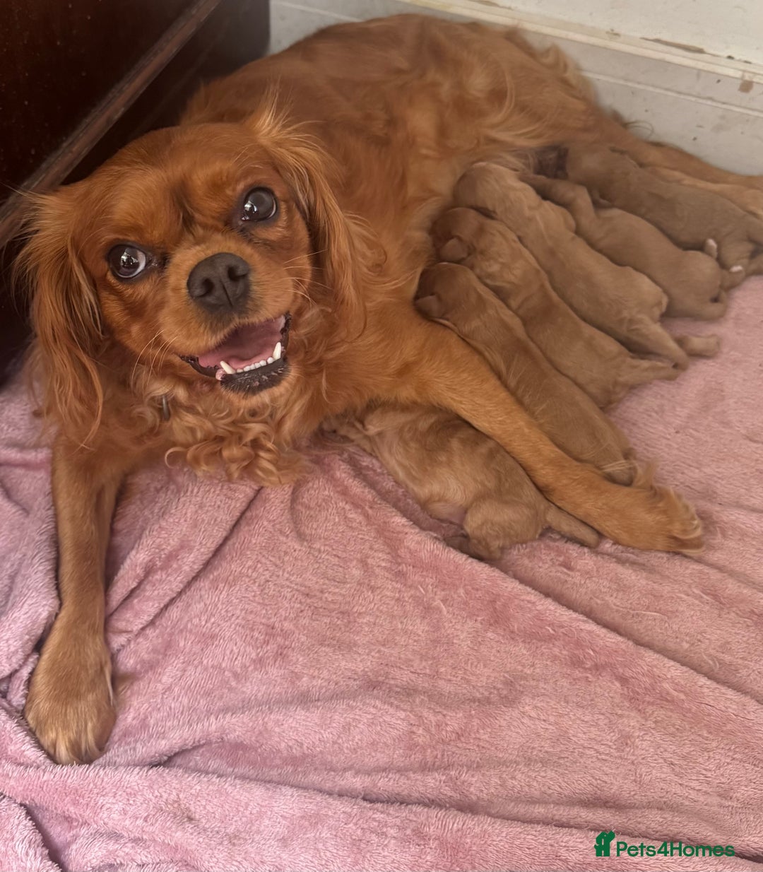 Cavalier King Charles Spaniel dogs for sale: Stunning cavalier King Charles spaniel puppies. - Image 28