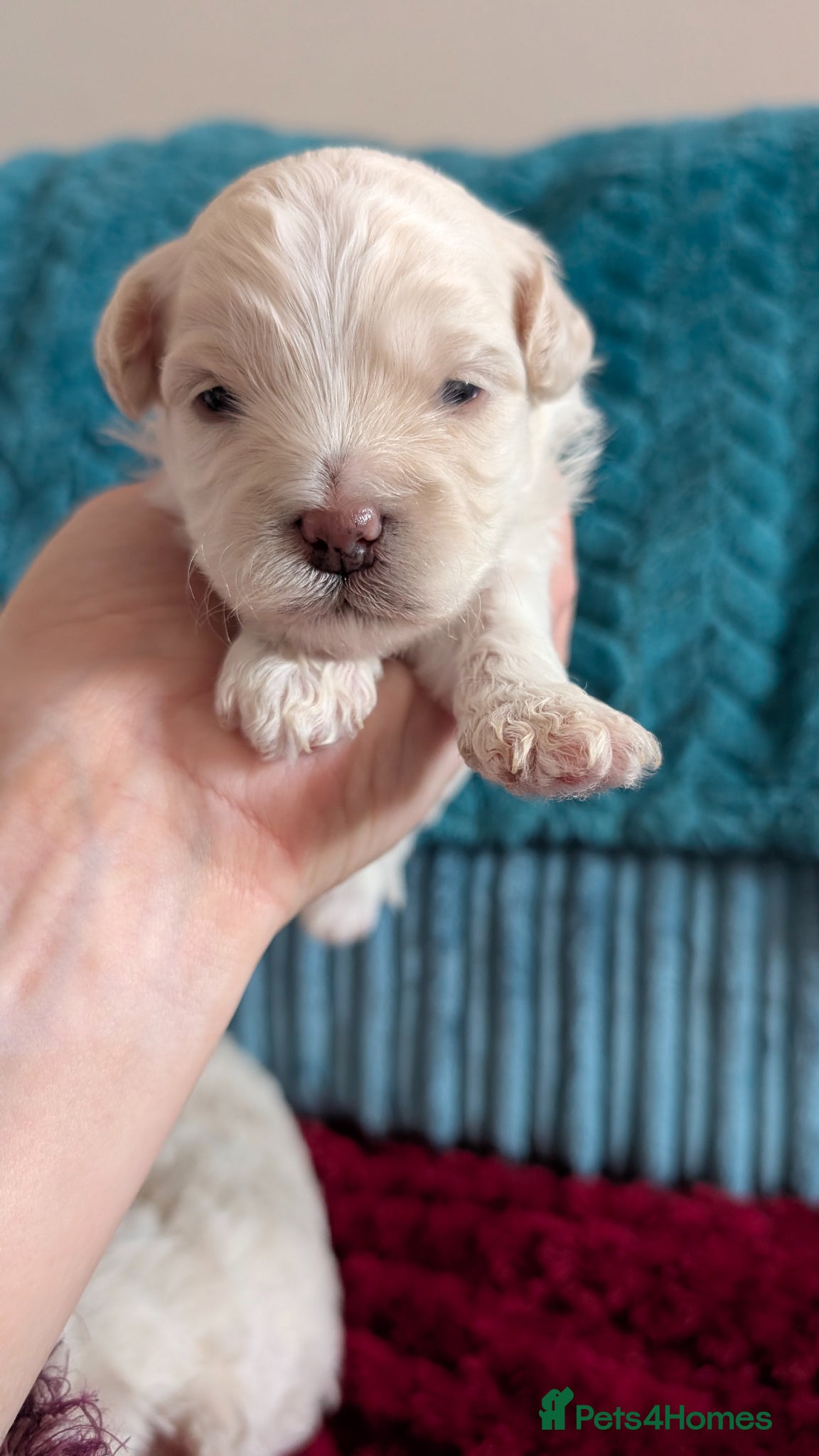 Maltipoo dogs for sale: Dna Genetically health tested maltipoos in Swindon - Advert 7