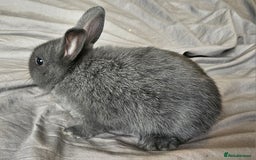 Mini Lop rabbits for sale: Mini lop and dwarf  - Image 3