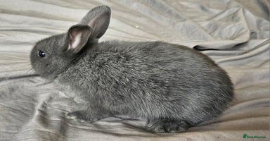 Mini Lop rabbits - Advert 9