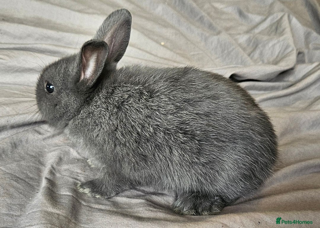 Mini Lop rabbits for sale: Mini lop and dwarf  - Image 3