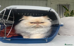 Persian cats for sale: Persian Cream Point Male  - Image 7