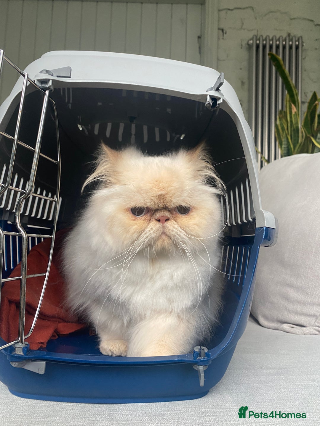 Persian cats for sale: Persian Cream Point Male  - Image 7