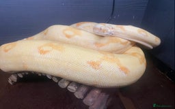 Boa Snake reptiles for sale: Albino Khal Boa Female - full setup, breeder pair - Image 1