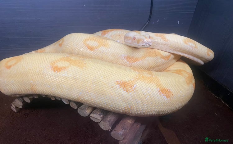 Boa Snake reptiles - Advert 5