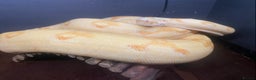 Boa Snake reptiles for sale: Albino Khal Boa Female - full setup, breeder pair - Advert 1