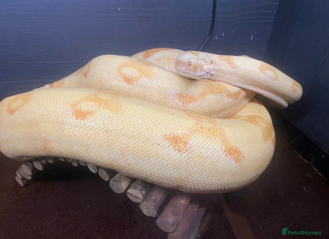 Boa Snake reptiles for sale: Albino Khal Boa Female - full setup, breeder pair - Image 1