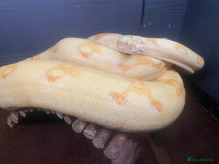 Boa Snake reptiles - Advert 7