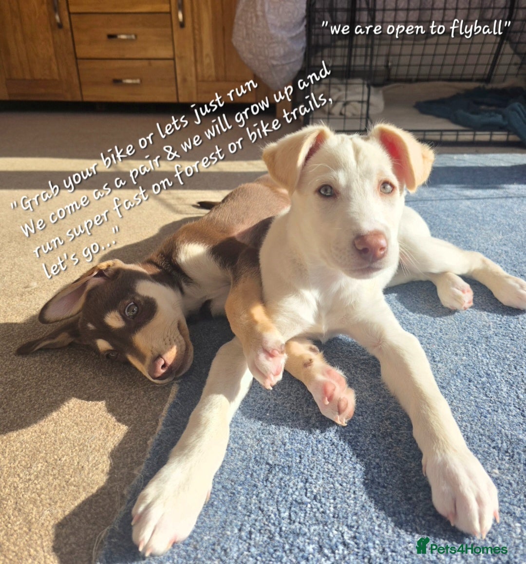 Mixed Breed dogs EUROHOUND / SIBERIAN HUSKY HYBRID PUPPIES  - Advert 4