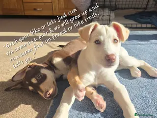 Mixed Breed dogs EUROHOUND / SIBERIAN HUSKY HYBRID PUPPIES - Advert 4