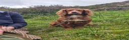 Cocker Spaniel dogs for stud: Cocker stud - Advert 2