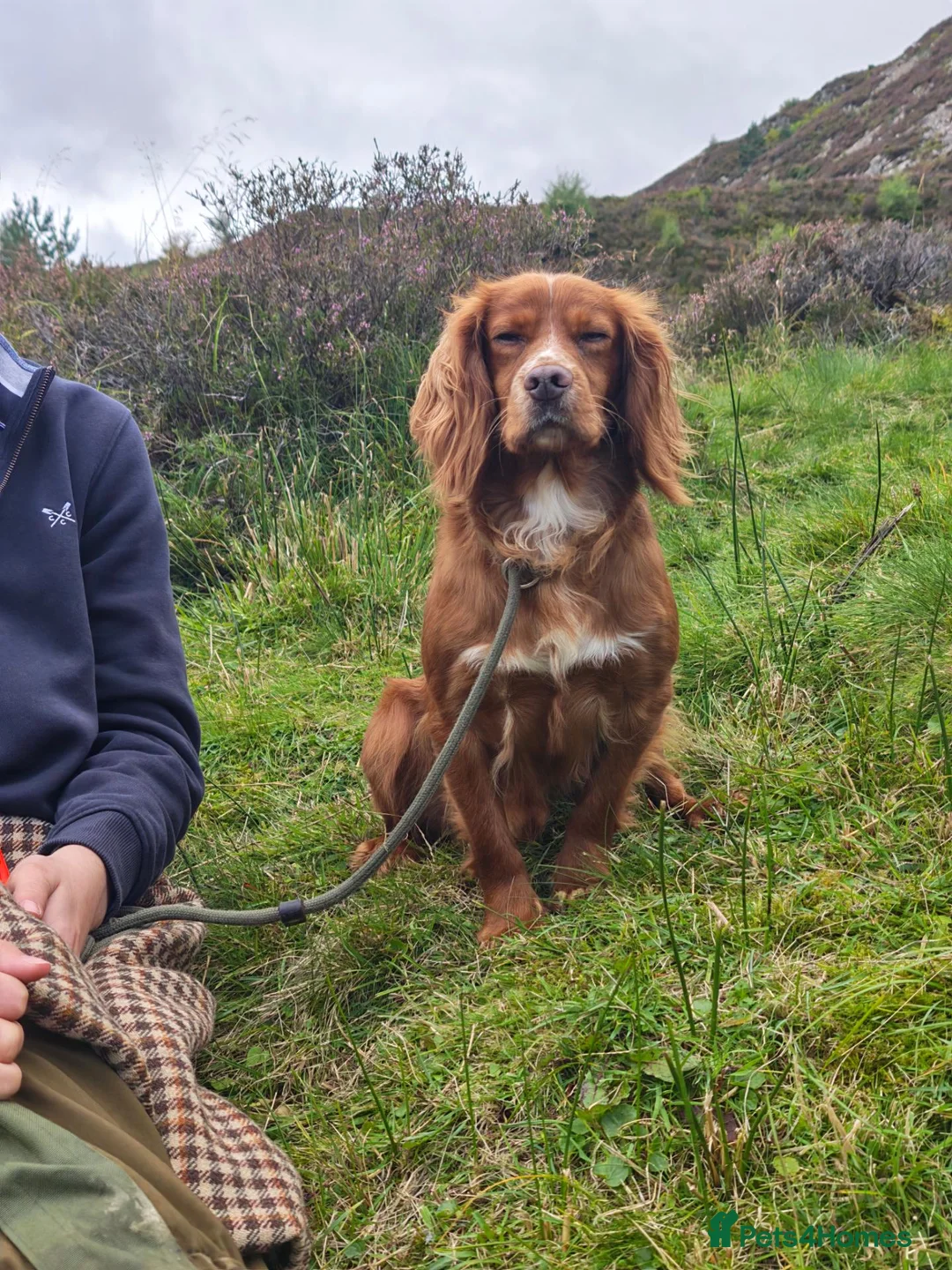 Cocker Spaniel dogs for stud: Cocker stud - Advert 2