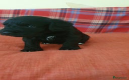 Mixed Breed dogs for sale: SCHNOODLE PUPPIES  - Image 7