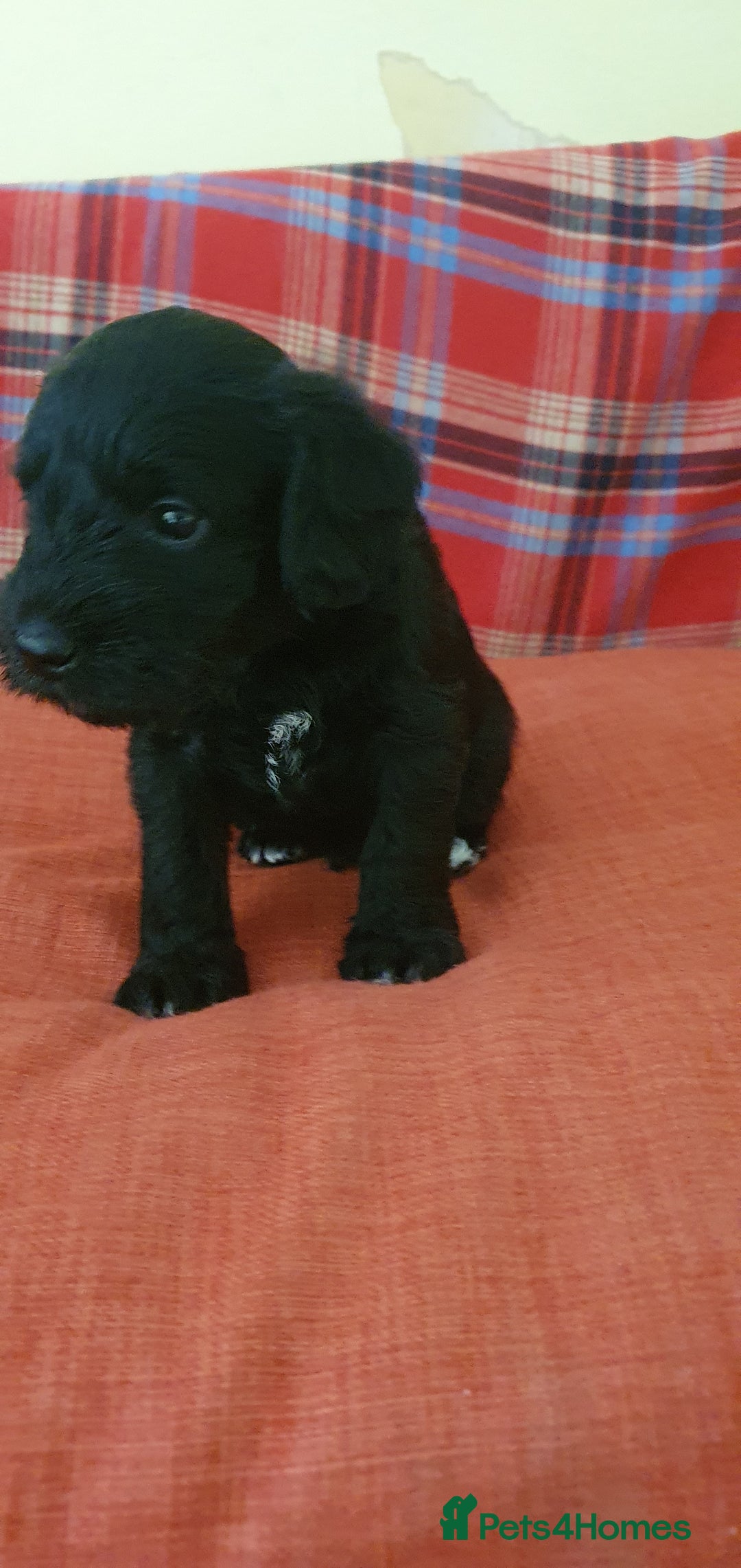 Mixed Breed dogs for sale: SCHNOODLE PUPPIES  - Image 7