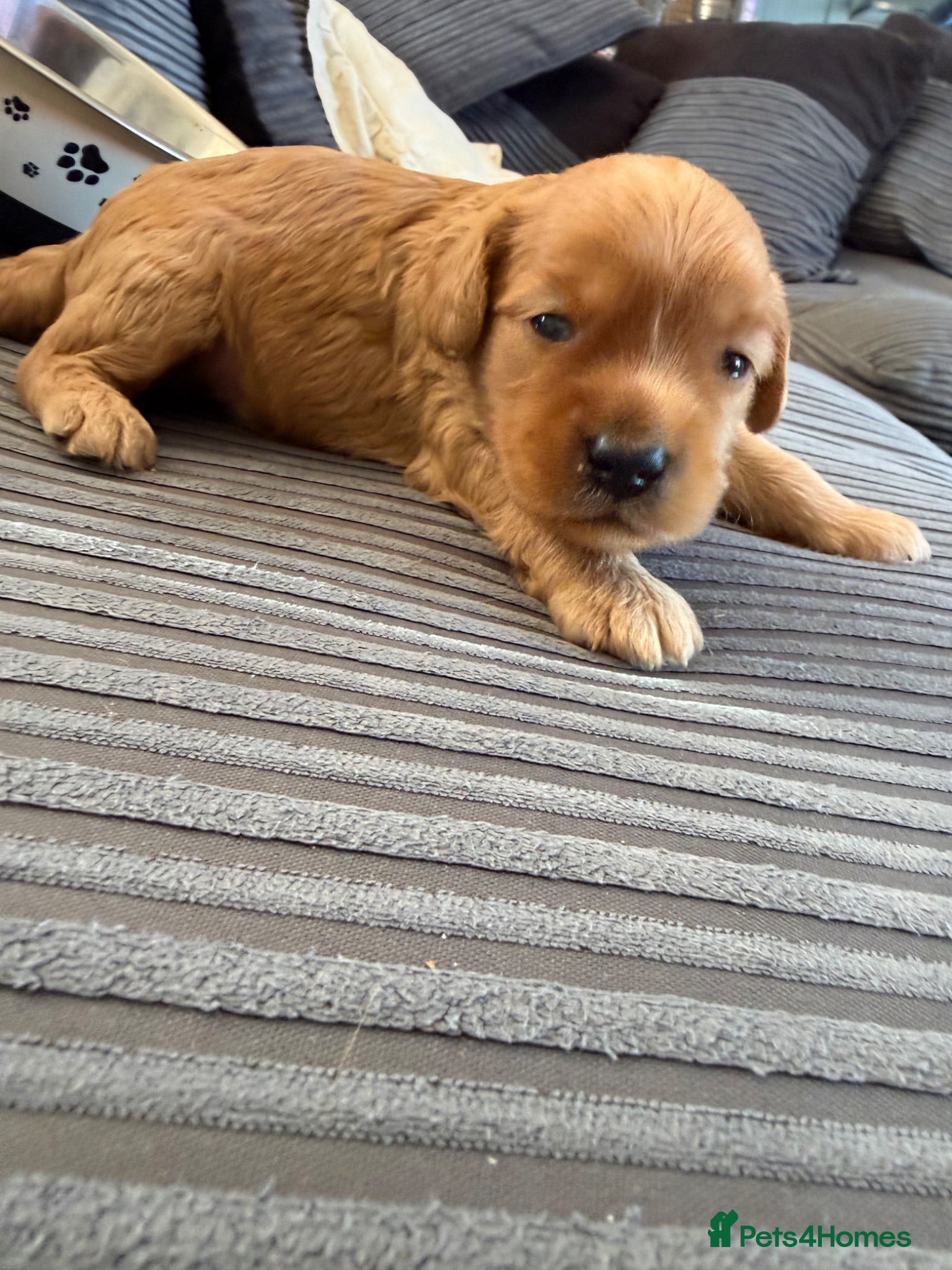 Cockapoo dogs Gorgeous F2 cockapoos  - Advert 5