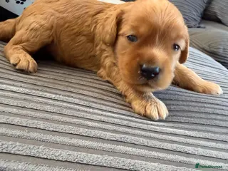 Cockapoo dogs Gorgeous F2 cockapoos - Advert 1