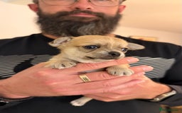 Chihuahua dogs for sale: Chihuahua boys / males  - Image 2