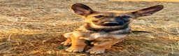 Mixed Breed dogs for sale: 🐶German Shepherd x Dutch Working-Line Puppies 🐶 - Advert 9