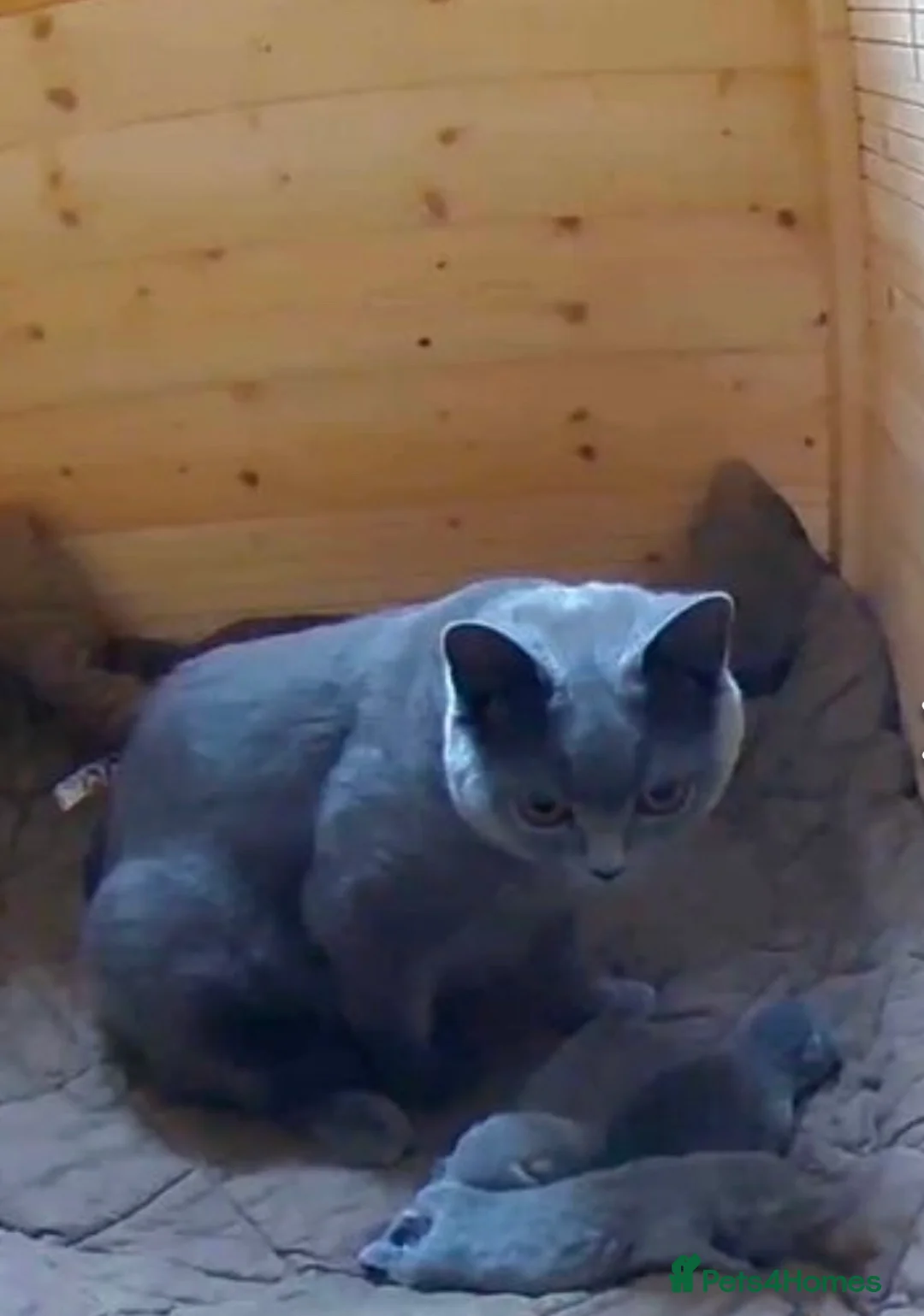 British Shorthair cats for stud: 🐈‍⬛ GIZZY THE STUD 🐈‍⬛ GCCF AND TICA REGISTERED  in Solihull - Advert 8