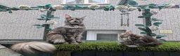 Maine Coon cats for sale: Ready soon beautiful Maine coon males  - Advert 9