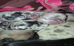 French Bulldog dogs for sale: 8 stunning french bulldogs - Advert 5