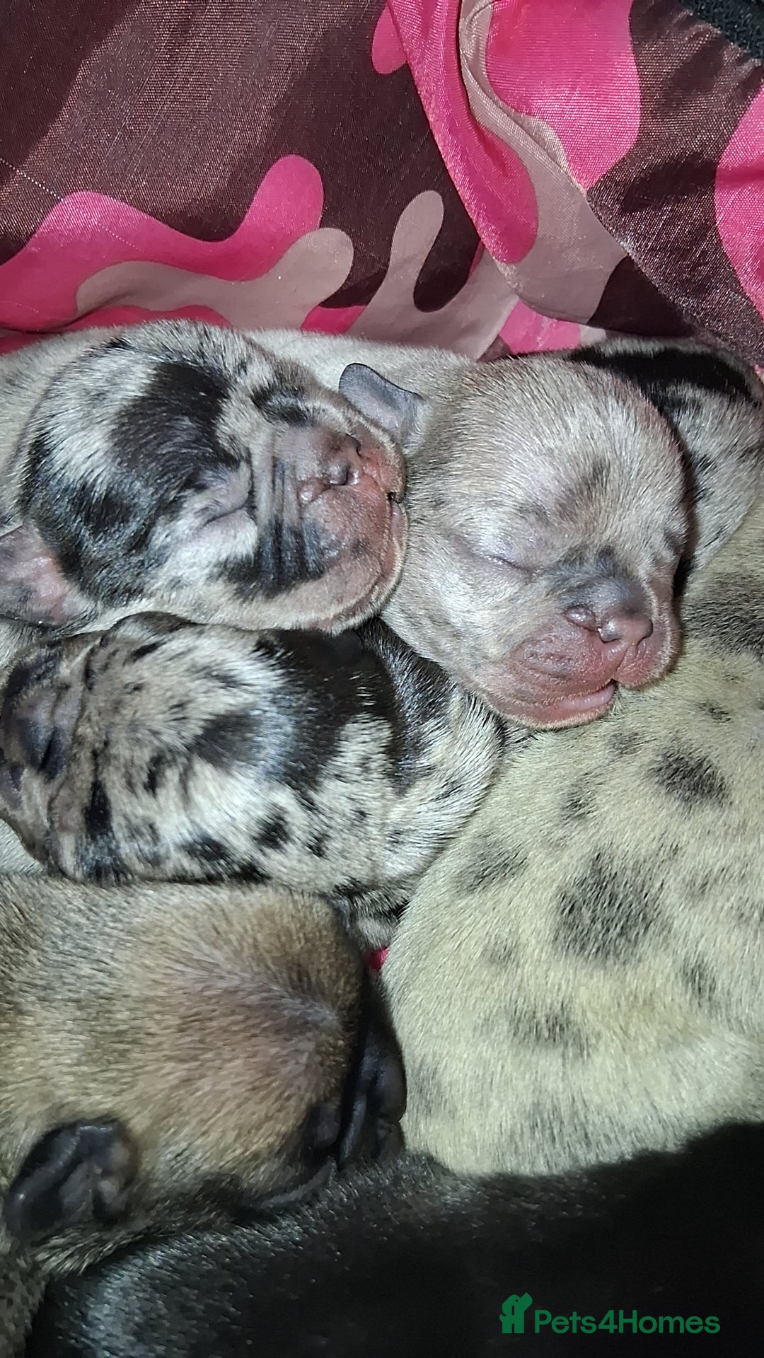 French Bulldog dogs for sale: 8 stunning french bulldogs - Advert 5