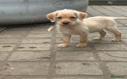 Mixed Breed dogs for sale: 3/4 Labrador 1/4 German wire hair pointer  - Image 6