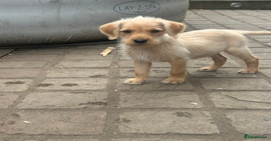 Mixed Breed dogs - Advert 10