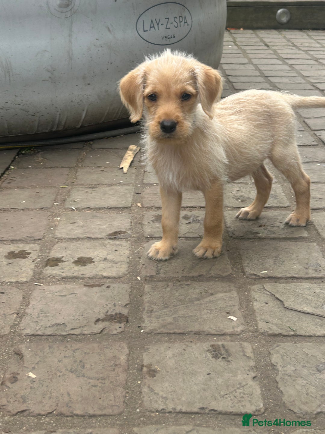 Mixed Breed dogs for sale: 3/4 Labrador 1/4 German wire hair pointer  - Image 6
