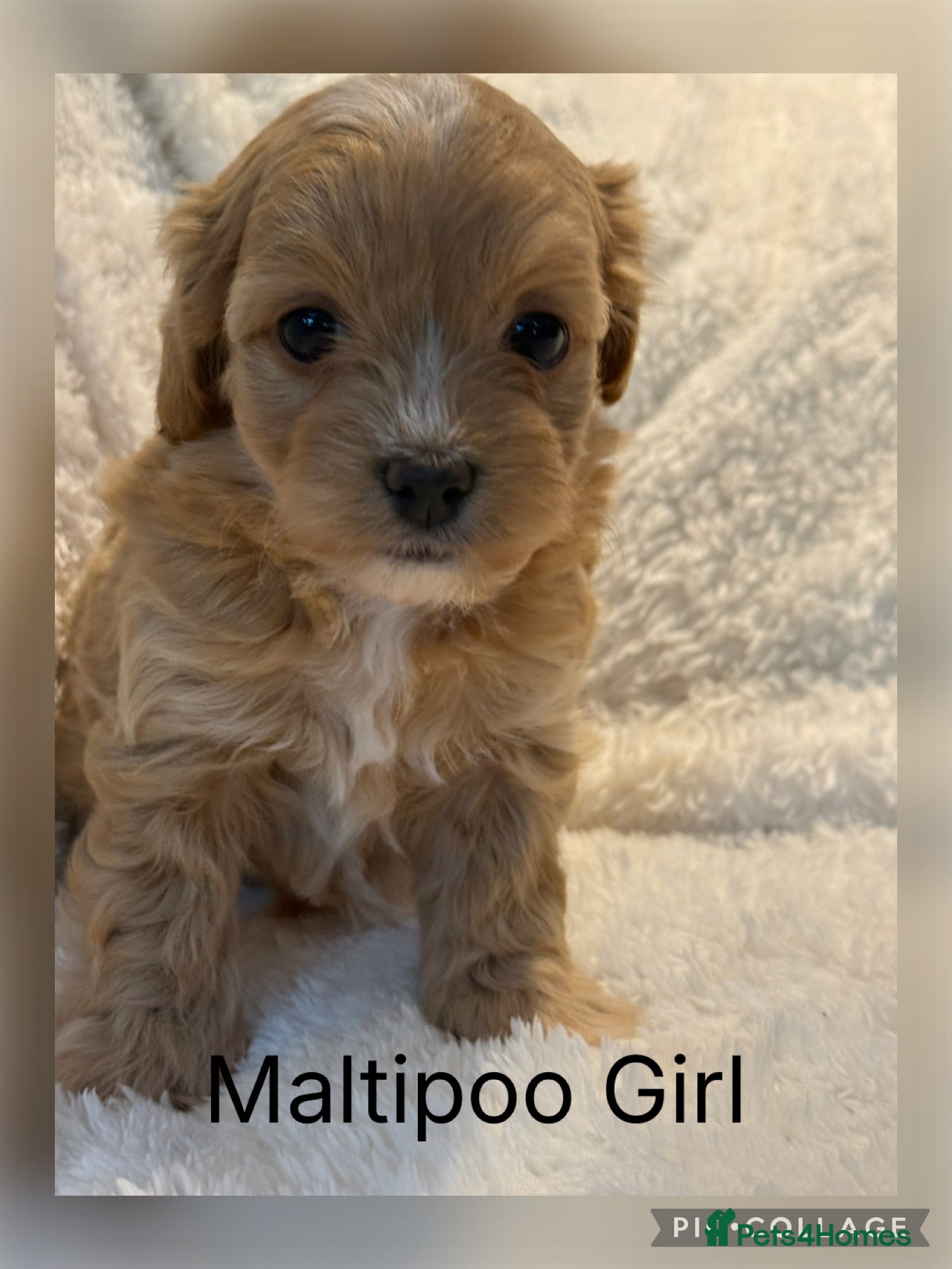 Maltipoo dogs Stunning Maltipoo’s - Advert 1