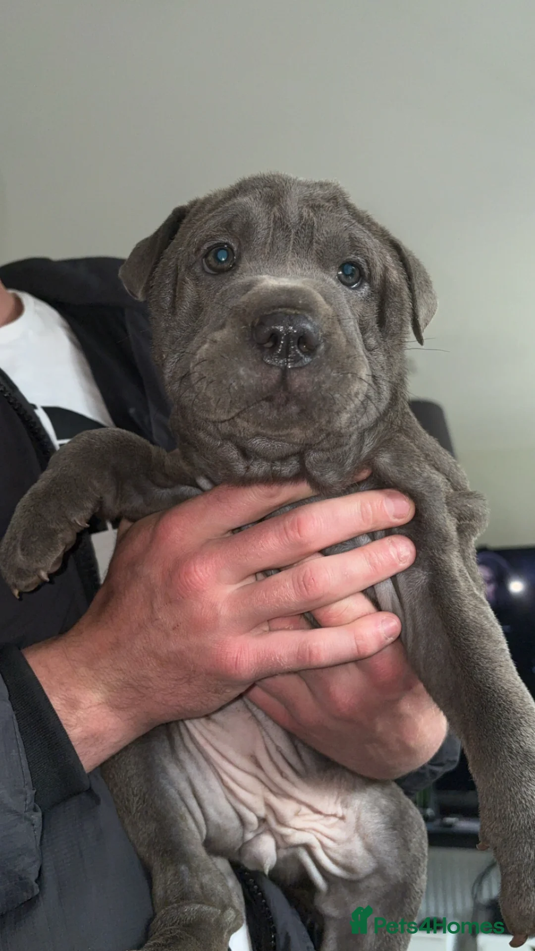 Mixed Breed dogs for sale: Bull pei pup💗 - Advert 1