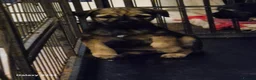 Border Terrier dogs for sale: Stunning border terrier puppys  - Advert 16