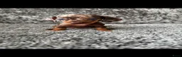 Dachshund dogs for sale: Miniature Dachshund - Advert 17