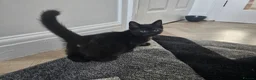 Bombay cats for sale: 2 pure black female kittens  - Advert 2