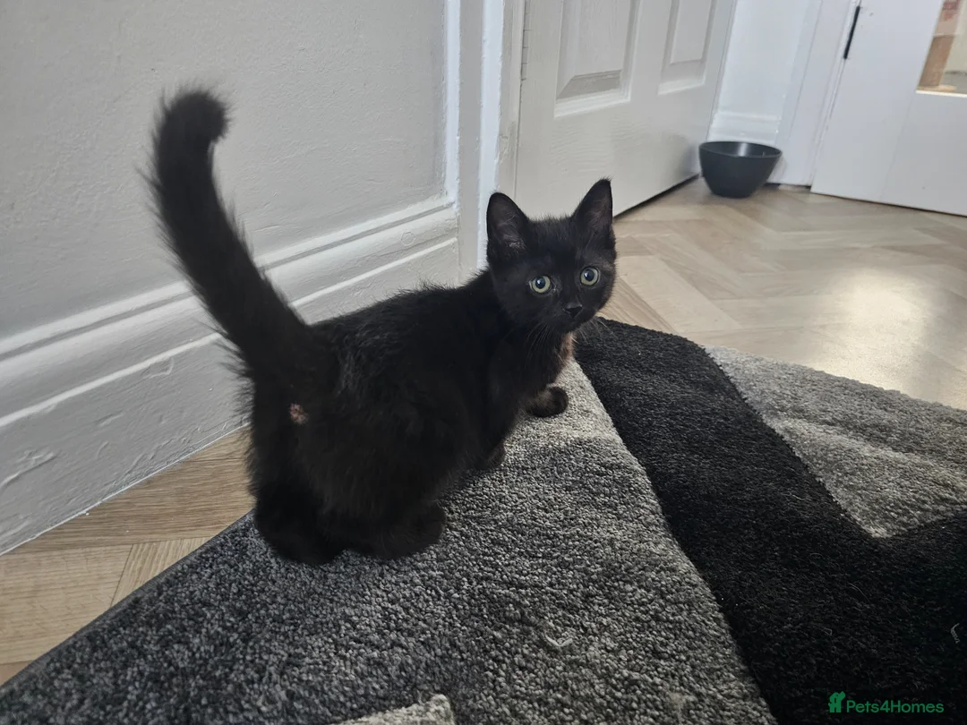 Bombay cats for sale: 2 pure black female kittens  - Advert 2