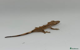 Gecko reptiles for sale: Crested Geckos ( can provide set up) in Upminster - Image 6