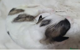 Mixed Breed dogs for sale: 🐶 Adorable La-Chon Puppies-Ready 1st December 🐶 - Image 6