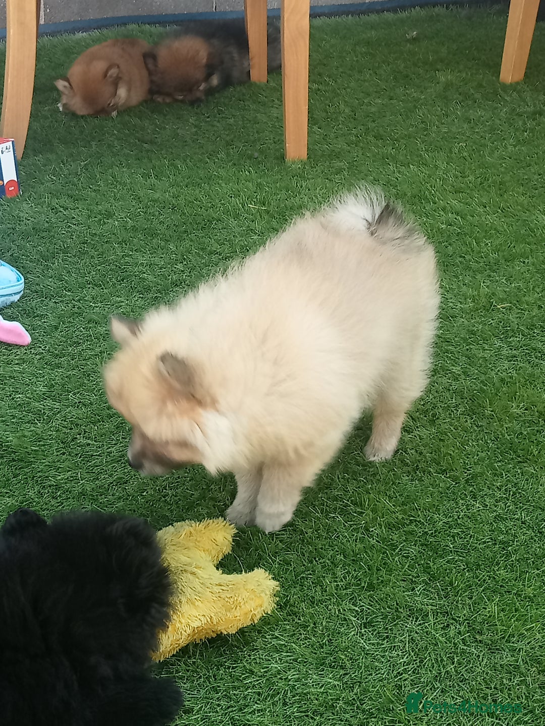 Pomeranian dogs for sale: Pomeranian fox boy dew to home falling through  in Worksop - Image 17