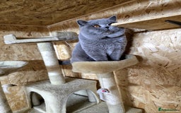 British Shorthair cats for stud: BEST QUALITY STUD -IMPORTED FROM EU in Cheltenham - Image 11