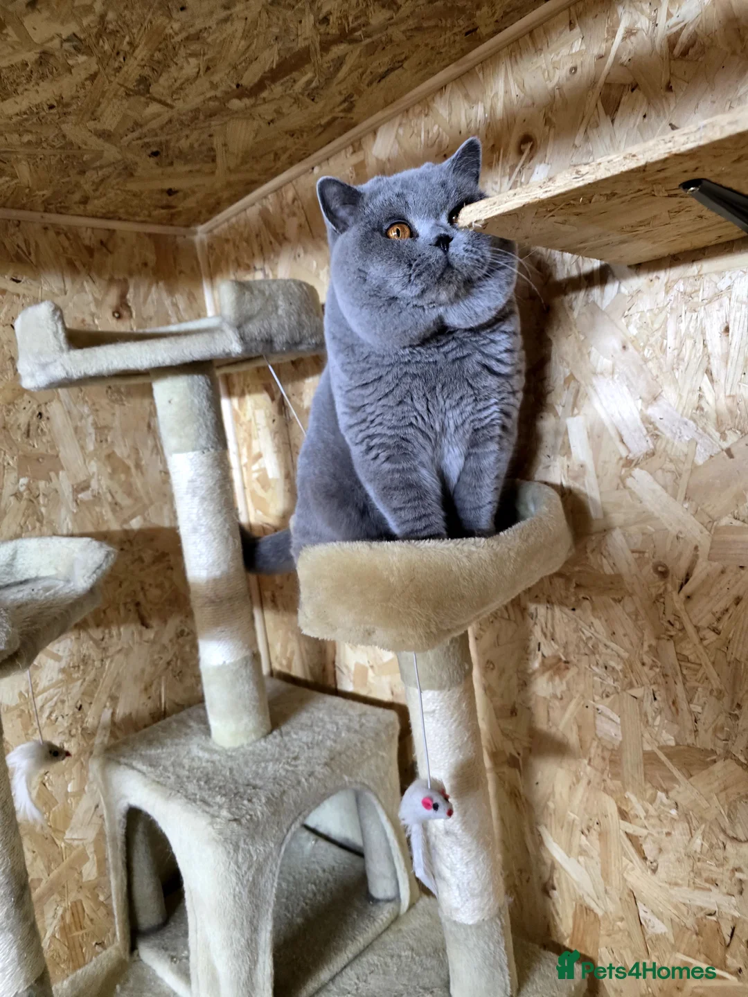 British Shorthair cats for stud: BEST QUALITY STUD -IMPORTED FROM EU in Cheltenham - Advert 11