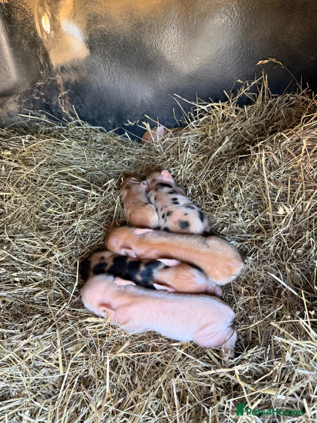 Pig livestock for sale: Kune kune piglets  in Sudbury - Advert 1