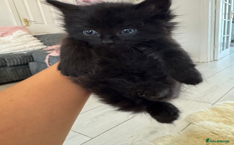 Persian cats - Advert 1