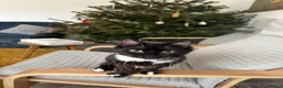 Domestic Shorthair cats for sale: Sweet Tuxedo Girl looking for a calm indoor home - Advert 13