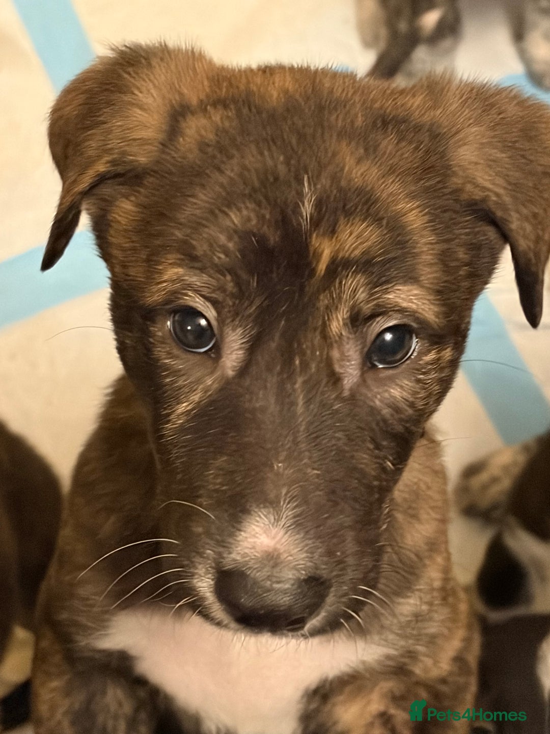 Mixed Breed dogs for sale: 8 beautiful pups for sale - Advert 37