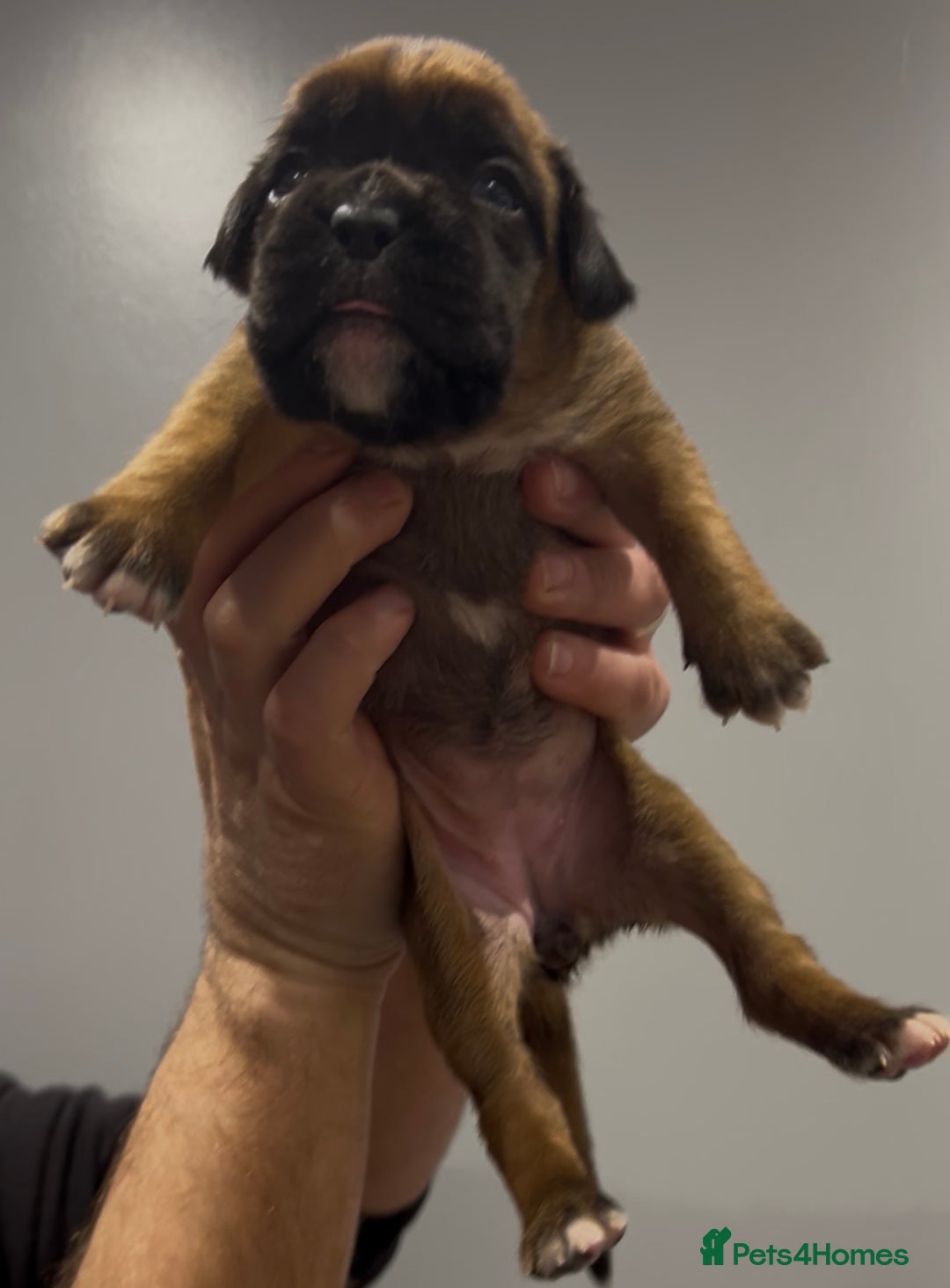 Boxer dogs for sale: 9 Beautiful Boxer Puppies - Pet Only  - Advert 39