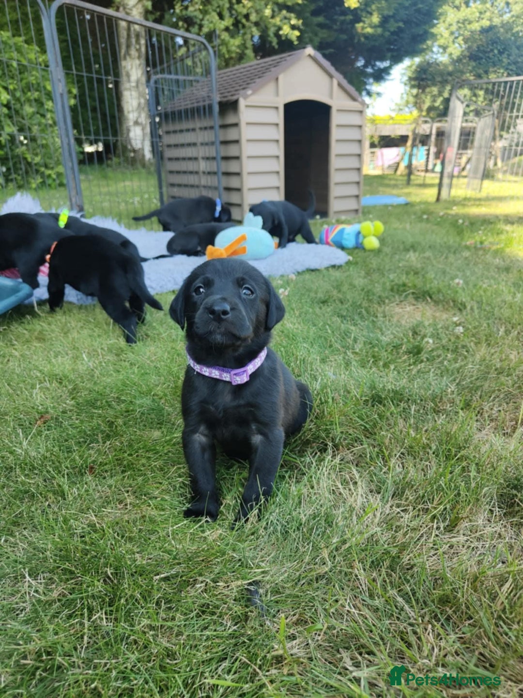Labrador Retriever dogs for sale: Carefully & selectively bred, versatile pets, FTCH - Image 13