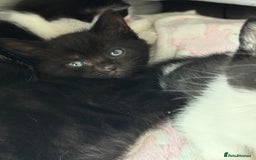 Domestic Shorthair cats for sale: Two beautiful boy kittens  - Image 5