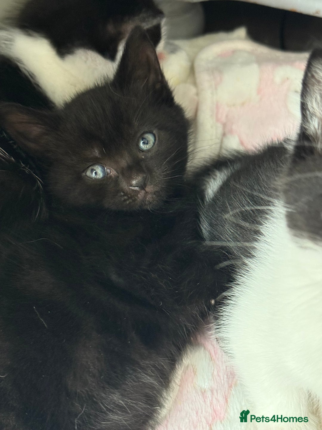 Domestic Shorthair cats for sale: Two beautiful boy kittens  - Image 5