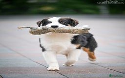 Australian Shepherd dogs for sale: Australian shepherd  - Image 10